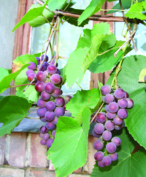 Характеристика неукрывных сортов винограда